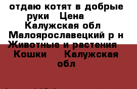 отдаю котят в добрые руки › Цена ­ 1 - Калужская обл., Малоярославецкий р-н Животные и растения » Кошки   . Калужская обл.